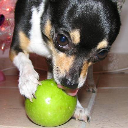 Rocco eating an apple